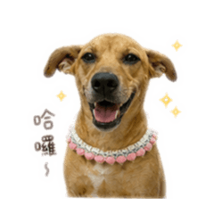 QQ呀呀