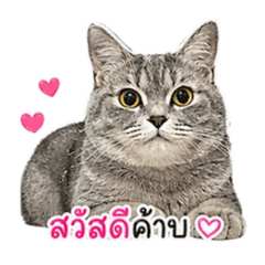 Memee_20260428121845