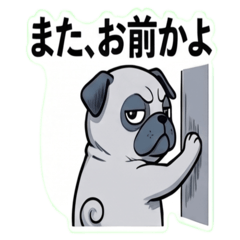 Tsundere pug : Harsh Words, Big Love