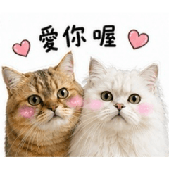 66&乖乖
