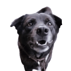 SIDA the dog