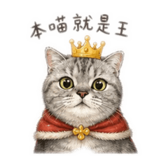 小貓奈特的日常