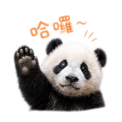 小熊貓可愛日常