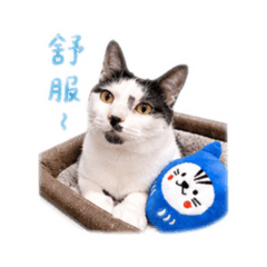 乖乖毛毛醉可愛