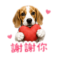 小米格魯。