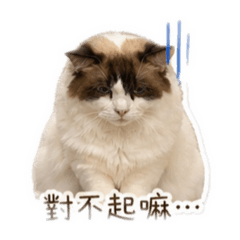 Chien_20260428075625