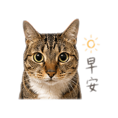 Lume 寶寶