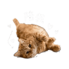 馨的寶