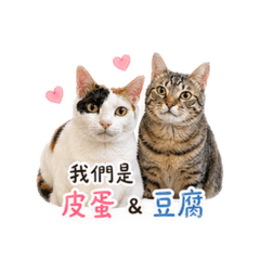 皮蛋豆腐日常00