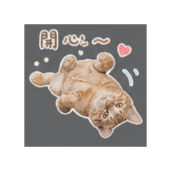 橘貓真的很會講