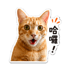 小橘貓酷咪