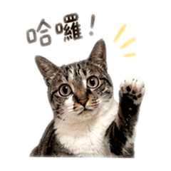 皮猴