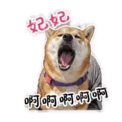 生活耍廢可愛妃妃日常