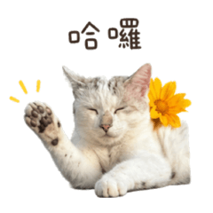 阿呆喵咪