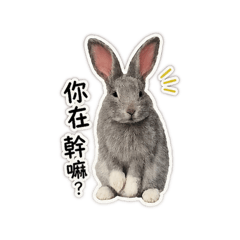 小肥兔日常