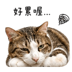 日常小貓貓貓