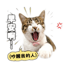 喵喵喵喵喵//