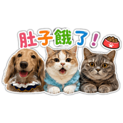 皮皮&貓妹們ㄉ日常用語