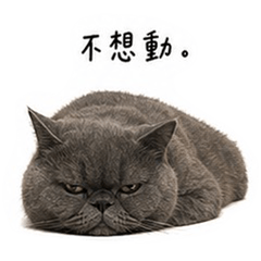 襪子貓ㄓ咘嚕克-厭世貓布魯克