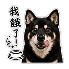 ★ Hachiの日常★