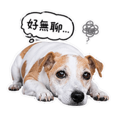 可愛狗Cookie 02