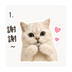 Money小寶