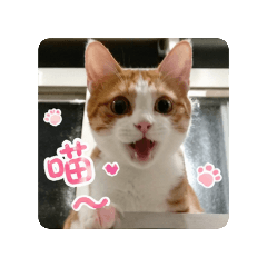 居家Bibo