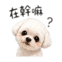 我家小莫日常用語
