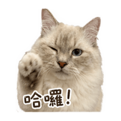 夢夢喵