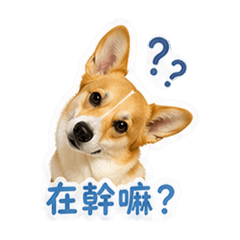 炭吉波波狗3.0