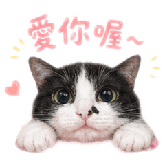 可愛喵喵之懷念喵喵