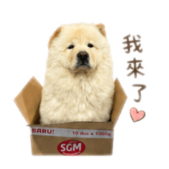 鬆獅犬賣萌