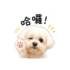 我家寶貝咩寶