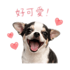 Lucky吉娃娃2