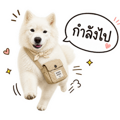 Cute Fluffy Samoyed