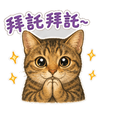 暖暖虎斑貓的日常問候