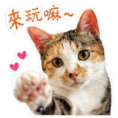 米菲撒嬌日常｜三花貓可愛貼圖