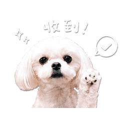 馬爾濟斯 Dobi 1 (日常生活)