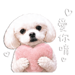 馬爾濟斯Dobi 2（撒嬌日記）