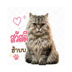 Colon the cat