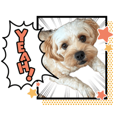 Maltipoo Kaiser