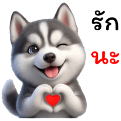 Gray Siberian Husky Little Boy, Cute Dog
