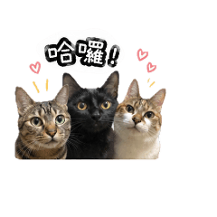 吉黑奶