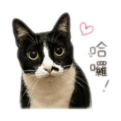 菜菜家貓貓ㄤ