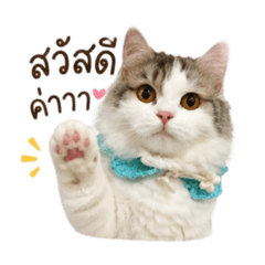 Kitty Soar