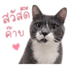 taotao kaidaaw