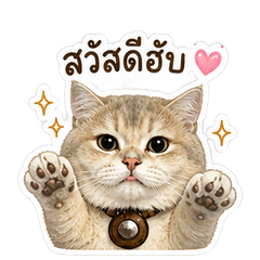 Janjao the Golden Cat