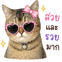 HAWK_CUTE