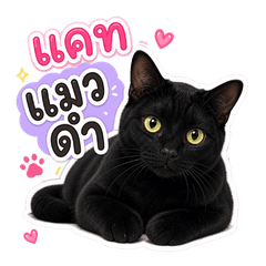 Cat Blackcat