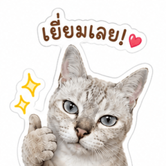 my cute cat BugGood